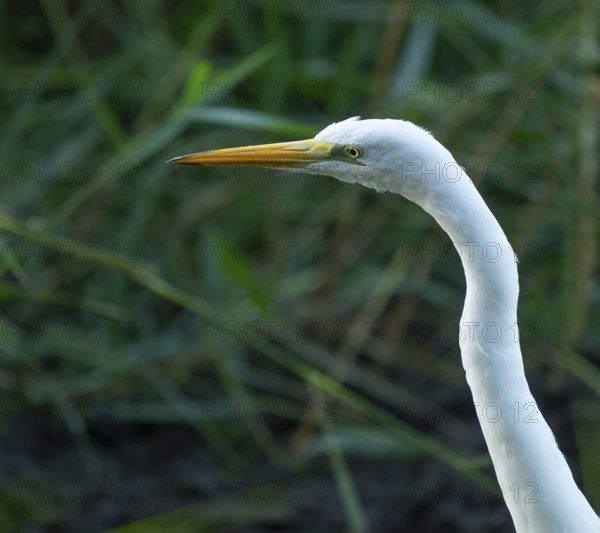 Great egret (Ardea alba), portrait, Lower Saxony, Germany