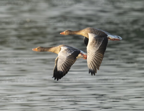 Grey goose (Anser anser), two gray geese flying over a body of water in early warm morning light, Lower Saxony, Germany