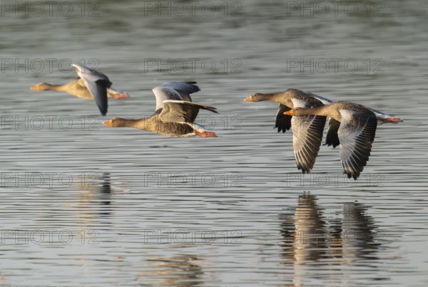 Grey goose (Anser anser), gray geese flying over a body of water in early warm morning light, Lower Saxony, Germany