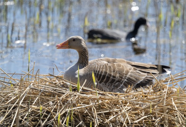 Grey goose (Anser anser) sitting on the nest and breeding, blue water, Lower Saxony, Germany