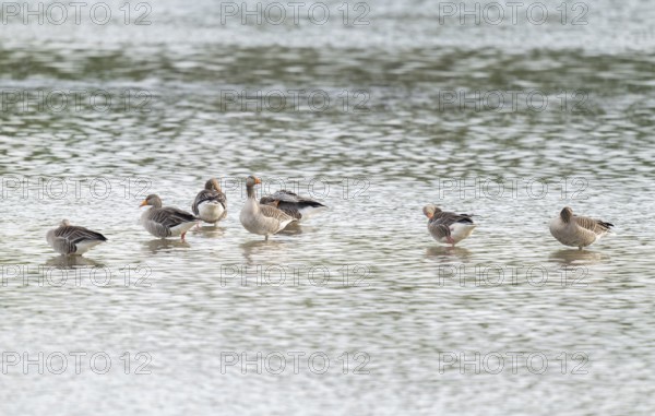 Grey goose (Anser anser), gray geese are in the shallow water zone of a body of water, Lower Saxony, Germany