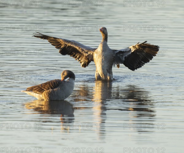 Gray goose (Anser anser), two gray geese stand in a shallow water zone of a body of water in warm morning light, a gray goose flaps its wings, Lower Saxony, Germany