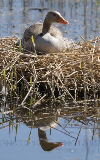 Grey goose (Anser anser) sitting on the nest and breeding, blue water, Lower Saxony, Germany