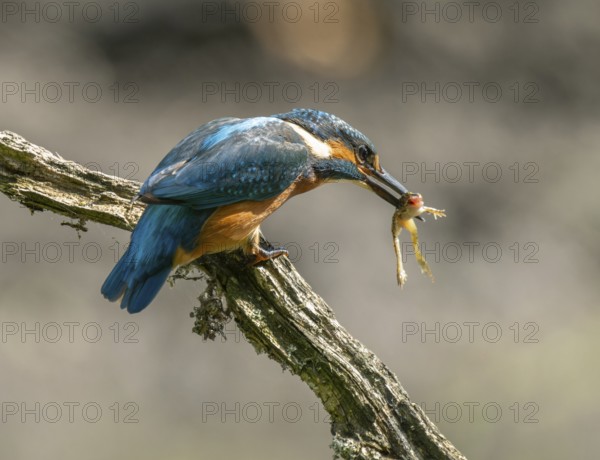 Kingfisher (Alcedo atthis) sitting on a branch, sitting room, with captured prey frog (Rana) in its beak, Lower Saxony, Germany