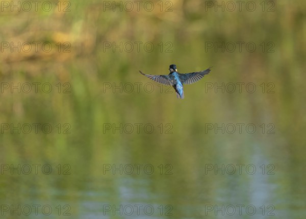 Kingfisher (Alcedo atthis) flying, shaking, vibrating, hunting a prey animal, Lower Saxony, Germany
