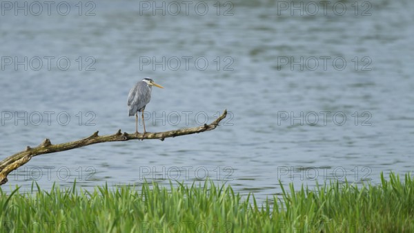 Grey heron (Ardea cinerea) stands on a dead branch on a lake, Lower Saxony, Germany