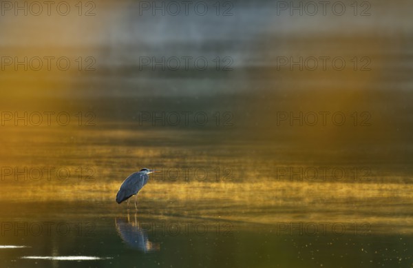 Grey heron (Ardea cinerea) stands in warm, orange morning light in the shallow water zone of a lake, clouds of fog over the water, Lower Saxony, Germany