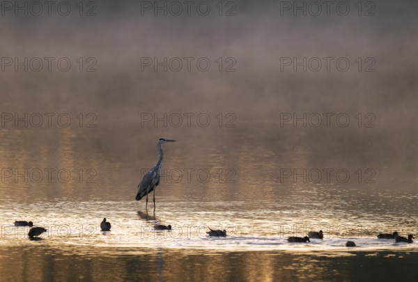 Grey heron (Ardea cinerea) stands in warm morning light in the shallow water zone of a lake, clouds of fog over the water, Lower Saxony, Germany