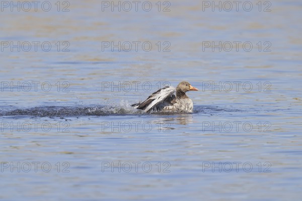 Greylag goose (Anser anser), flapping its wings on a pond, Wagbachniederung nature reserve, Waghäusel, Baden-Württemberg, Germany