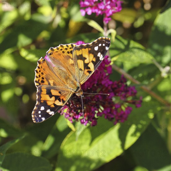 Thistle butterfly (Vanessa cardui) on a Buddleja davidii flower, Wilnsdorf, North Rhine-Westphalia, Germany