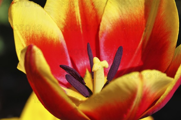 Pistil and stamens in a tulip calyx (Tulipa), tulip flower, red, black and yellow markings, Wilnsdorf, North Rhine-Westphalia, Germany