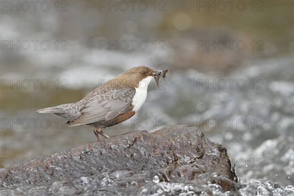 White-throated Dipper (Cinclus cinclus) standing with prey on a stone in the middle of a stream, the only native songbird that can also dive, wildlife, native nature, Wilnsdorf, North Rhine-Westphalia, Germany