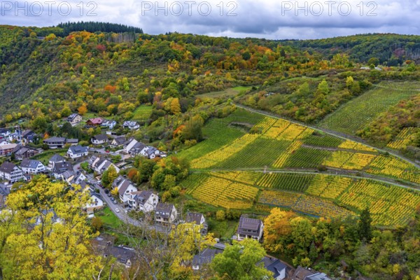 Vineyards in autumn in the central Ahr valley, near Altenahr, Rhineland-Palatinate