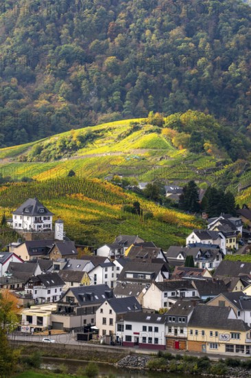 Vineyards in autumn in the central Ahr valley, near Mayschoß, Rhineland-Palatinate
