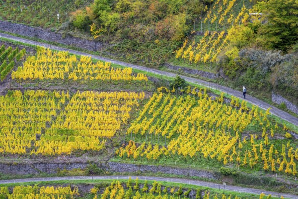 Vineyards in autumn in the central Ahr valley, near Altenahr, Rhineland-Palatinate