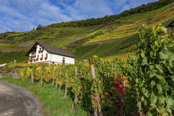 Vineyards in autumn in the middle Ahr valley, near Mayschoß, Mönchberger Hof winery, Rhineland-Palatinate