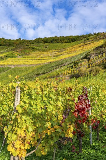 Vineyards in autumn in the central Ahr valley, near Mayschoß, at the Mönchberger Hof winery, Rhineland-Palatinate