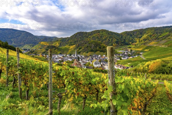 Vineyards in autumn in the central Ahr valley, near Mayschoß, Rhineland-Palatinate