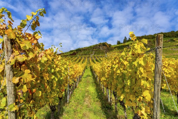 Vineyards in autumn in the central Ahr valley, near Mayschoß, at the Mönchberger Hof winery, Rhineland-Palatinate
