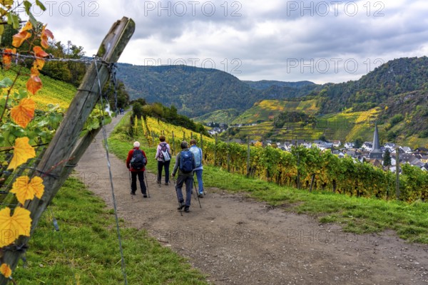 Vineyards in autumn in the middle Ahr valley, near Mayschoß, hiker, red wine hiking trail, Rhineland-Palatinate