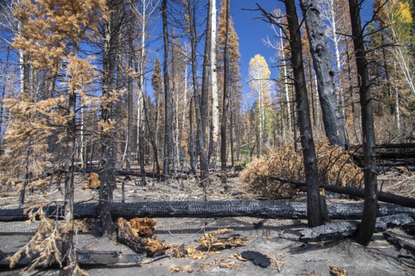 Jacob Lake, Arizona - Burned trees from the Dragon Bravo Fire. The wildfire burned 145, 000 acres on the north rim of the Grand Canyon and in Kaibab National Forest