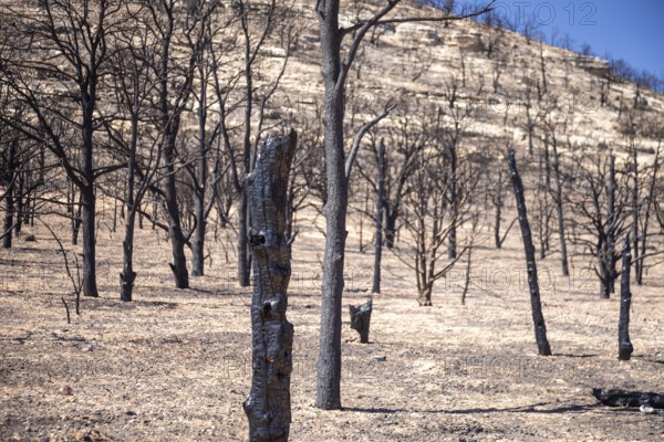 Jacob Lake, Arizona - Burned trees from the White Sage Fire. The wildfire burned 60, 000 acres north of the Grand Canyon in Kaibab National Forest