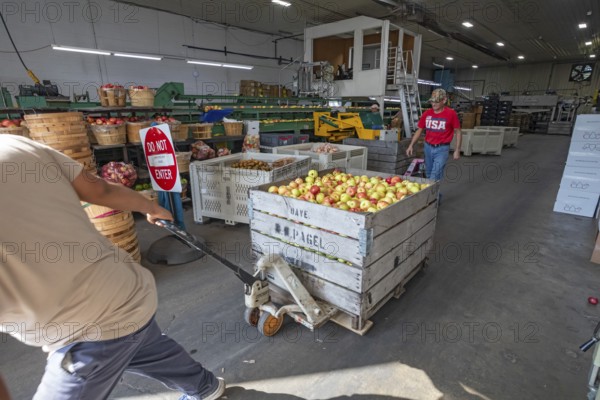Berrien Springs, Michigan - Fresh apples are sorted and packed at Hildebrand Fruit Farms. Michigan is the second-largest grower of apples in the United States