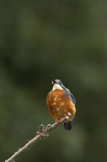 Common kingfisher (Alcedo atthis) adult male bird on a tree branch, England, United Kingdom