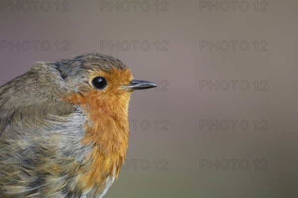 European robin (Erithacus rubecula) adult garden bird head portrait, England, United Kingdom