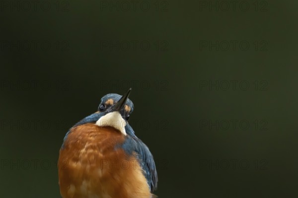 Common kingfisher (Alcedo atthis) adult male bird head portrait, England, United Kingdom