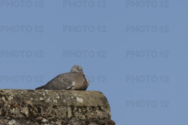 Wood pigeon (Columba palumbus) juvenile baby squab bird resting on an urban house roof, England, United Kingdom