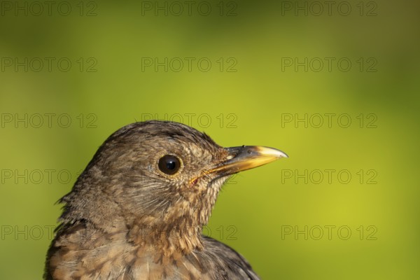 Eurasian blackbird (Turdus merula) adult female bird head portrait, England, United Kingdom