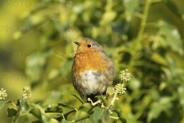 European robin (Erithacus rubecula) adult garden bird on an Ivy tree branch, England, United Kingdom