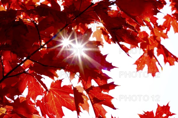 Autumn sun shining through the leaves of a maple tree, October, Germany