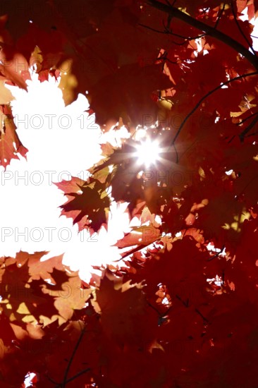 Autumn sun shining through the leaves of a maple tree, October, Germany