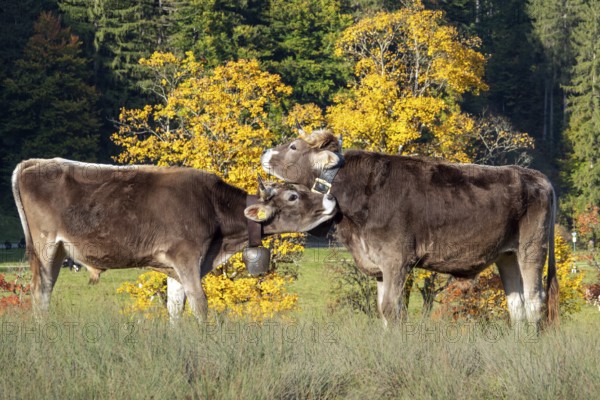 Cattle, 2 cows with cowbells, nestling heads together, autumn coloured trees behind, Stillachtal, Oberstdorf, Oberallgäu, Allgäu, Bavaria, Germany