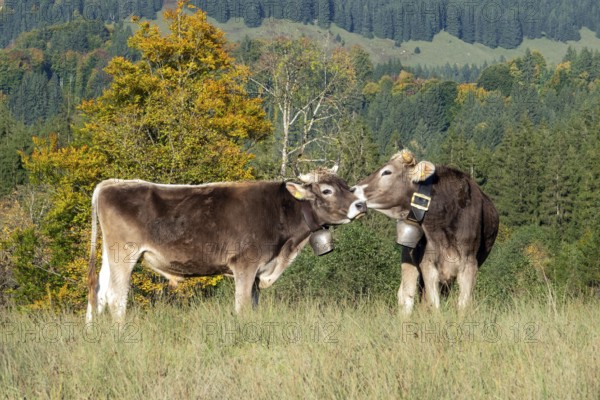 Cattle, 2 cows with cowbells, cow licks another cow on the head, behind autumnal endangered tree. Stillachtal, Oberstdorf, Oberallgäu, Allgäu, Bavaria, Germany