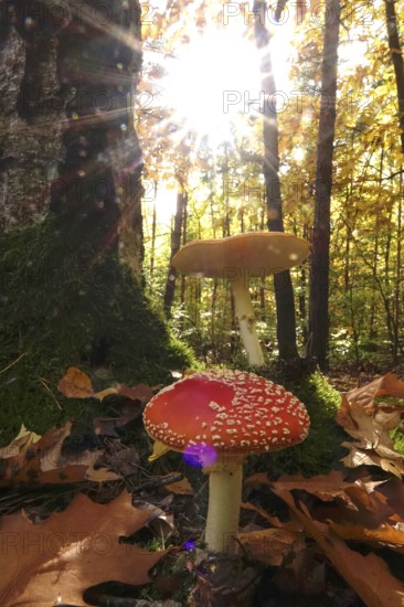 Fairytale toadstools in the forest, autumn, Germany