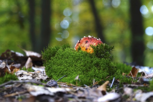 Fairytale toadstool, autumn, Germany