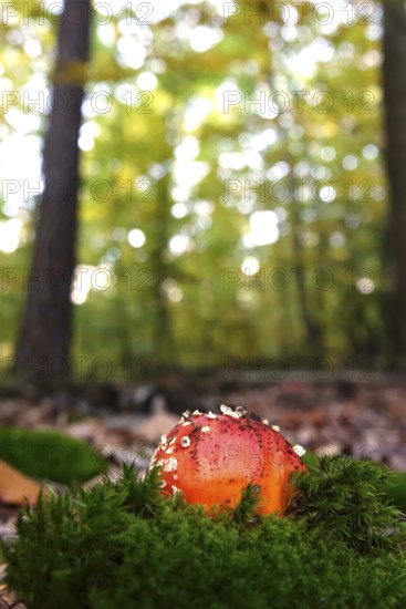 Fairytale toadstool, autumn, Germany