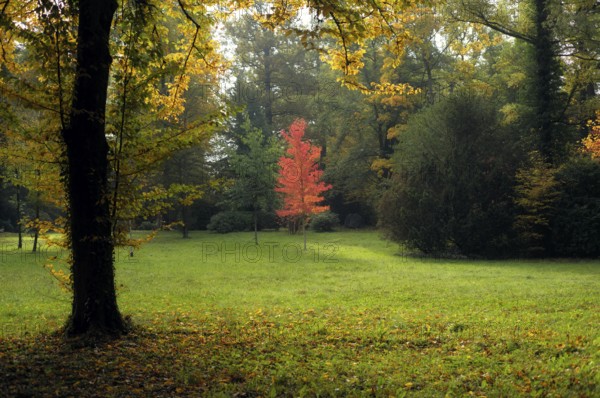 Mixed forest, maple tree, autumn colours, autumn leaves, autumn, forest cemetery, Stuttgart, Baden-Württemberg, Germany