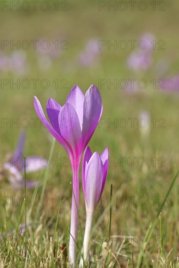 Autumn crocus (Colchicum autumnale), half-opened flowers in a meadow, endangered, protected poisonous plant species, native nature, wet meadow, autumn messenger, season, autumn, bulbous plant, poisonous plant, Wilnsdorf, North Rhine-Westphalia, Germany