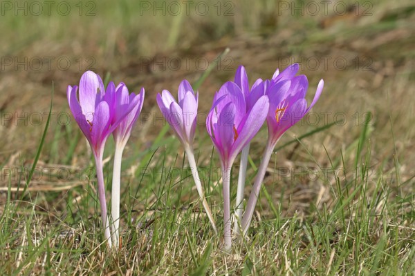 Autumn crocus (Colchicum autumnale), half-opened flowers in a meadow, endangered, protected poisonous plant species, native nature, wet meadow, autumn messenger, season, autumn, bulbous plant, poisonous plant, Wilnsdorf, North Rhine-Westphalia, Germany