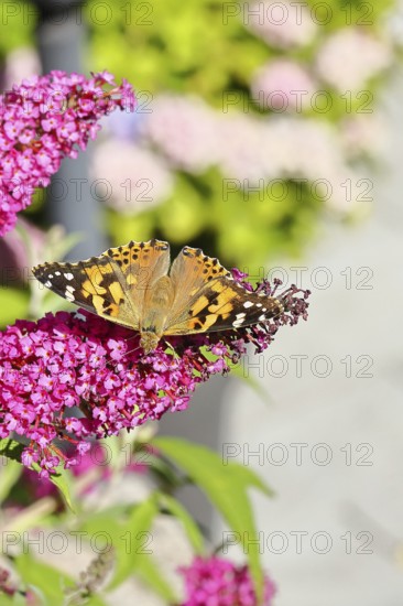 Thistle butterfly (Vanessa cardui) on a Buddleja davidii flower, Wilnsdorf, North Rhine-Westphalia, Germany