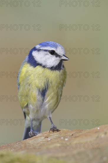 Blue tit (Parus caeruleus), sitting on a stone on the forest floor, Wilnsdorf, North Rhine-Westphalia, Germany