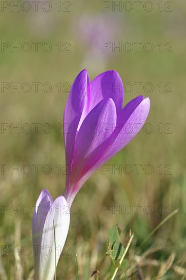 Autumn crocus (Colchicum autumnale), half-opened flowers in a meadow, endangered, protected poisonous plant species, native nature, wet meadow, autumn messenger, season, autumn, bulbous plant, poisonous plant, Wilnsdorf, North Rhine-Westphalia, Germany