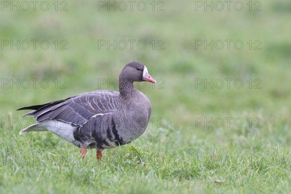 White-fronted goose (Anser albifrons), standing in a meadow in the wintering area, wildlife, Bislicher Insel nature reserve, Xanten, Lower Rhine, North Rhine-Westphalia, Germany