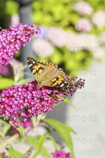 Thistle butterfly (Vanessa cardui) on a Buddleja davidii flower, Wilnsdorf, North Rhine-Westphalia, Germany