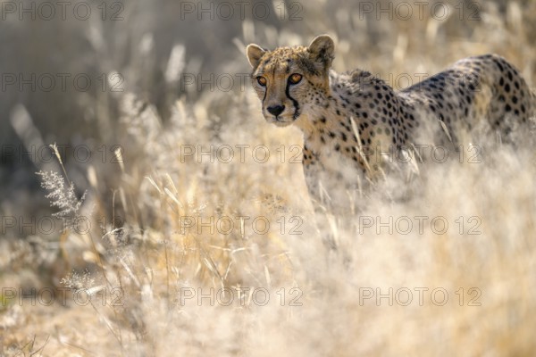 Cheetah (Acinonyx jubatus) at the Field Conservation Centre and Reserve of the Cheetah Conservation Fund (CCF), Elandsvreugde Farm, near Otjiwarongo, Otjozondjupa Region, Namibia
