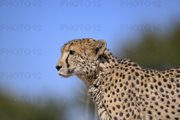 Cheetah (Acinonyx jubatus) at the Field Conservation Centre and Reserve of the Cheetah Conservation Fund (CCF), portrait, Elandsvreugde Farm, near Otjiwarongo, Otjozondjupa Region, Namibia